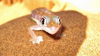 Nature Animal World