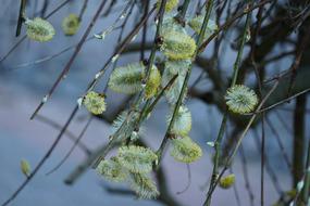 Willow Catkin Spring