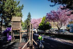 Tree Outdoor Nature Wood-Fibre