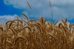 Triticum Cereal Straw