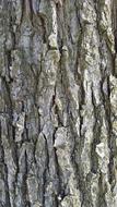 Bark Background Tree