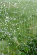 Spider Web Spin