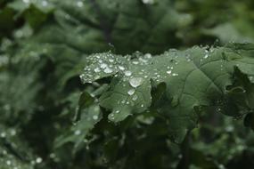 Leaf Drop Flora