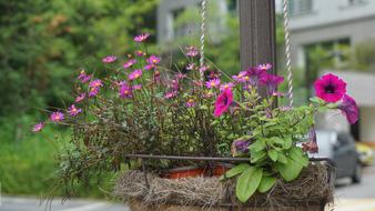 Flowers Nature Plants