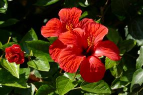 Hibiscus Flower Plant