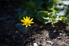 Celandine Flower Yellow