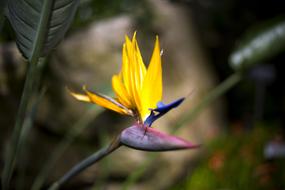 the petals are yellow wild