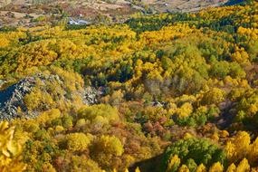 autumn forest trees orange