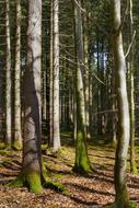 Wood Tree Nature