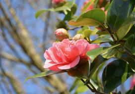 Flower Of Camellia Pink