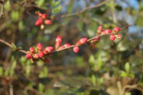 red sprouts stem