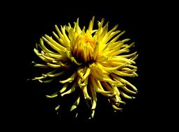 Nature Plant Dahlia