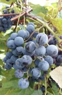 garden sweet grapes