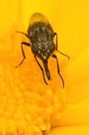 Nature Fly Tongue