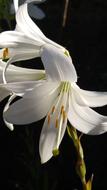 white lily at home in the night