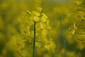 Flower Nature Plant