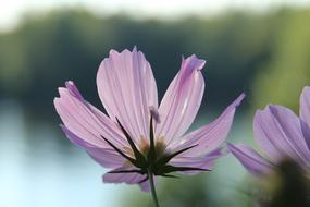 Nature Flower Flora