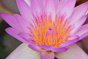 Flower Plant Lotus Aquatic