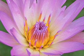 Flower Plant Lotus Aquatic