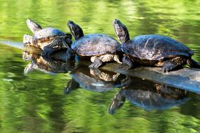 Turtle Reptile Nature