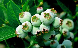 Bilberry American Fruit Bush