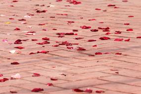 Corpus Christi Feast Rose Petals