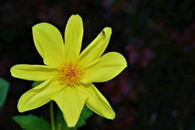 Yellow Flower Blossom Bloom