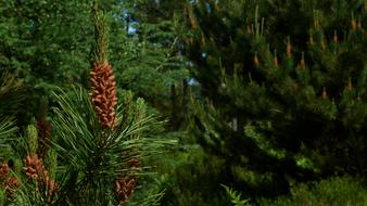 Pine Fir Tree