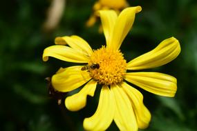 the yellow bud is beautiful