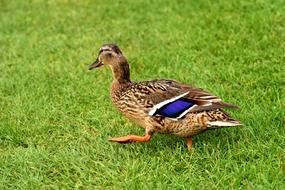 Mallard Cute Nature
