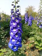Flower Nature Plant