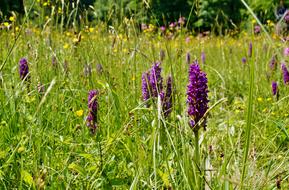 Orchid Meadow Orchidea