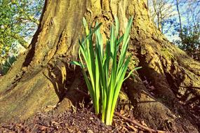 Daffodil Flower Plant