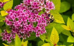 Spiraea Japonica Japanese Spirea