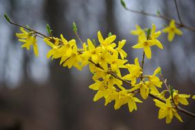 Nature Plants Outdoors