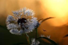 Nature Dandelion Living