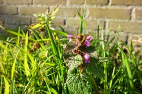 Red Dead Nettle Flower Plant