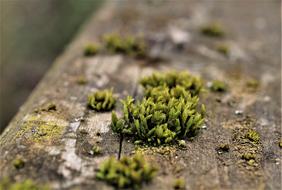 Nature Flora Outdoors