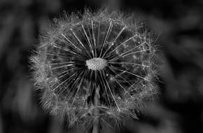 Nature Dandelion Flora