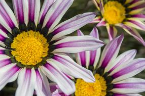Flower White Flowers