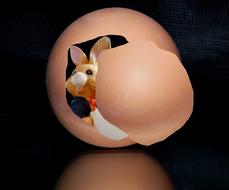 Hare in the egg drawing