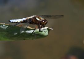 leafhopper