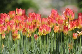 Tulips Flowers Spring