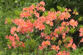 Rhododendron Plant Bloom