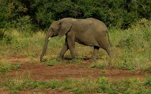 Savannah elephant in the forest