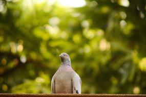 Nature Outdoors Bird