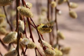Nature Plant Willow Catkins