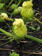 beautiful vegetable flowers in the garden