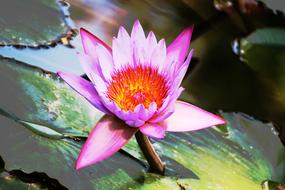 Plant Lotus Nature