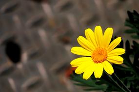 Nature Flower Plant